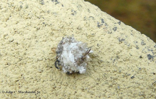 Lichen Beetle 2